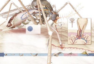 Le moustique - Science&Vie N° 1065